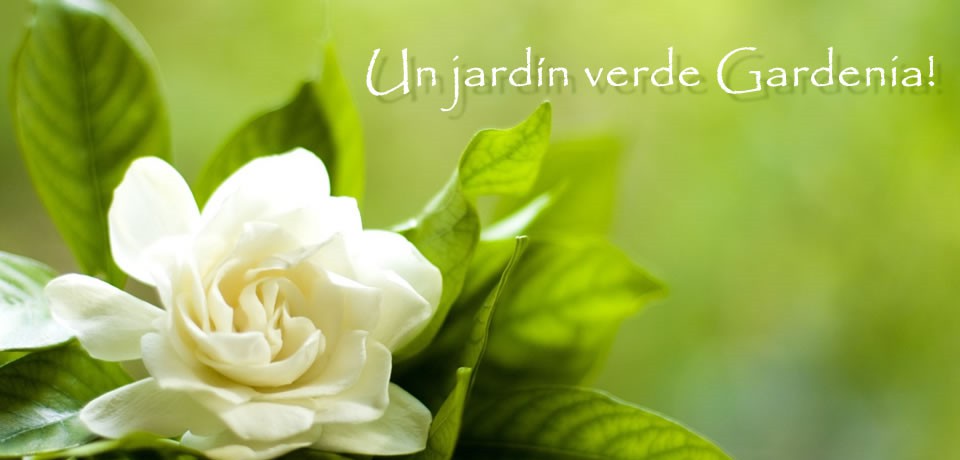 gardenia-00
